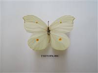 藏品(圓翅鉤粉蝶)的圖片